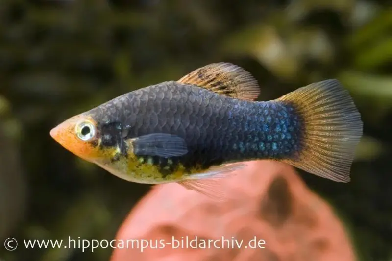 Schwarzer Platy, Xiphophorus maculatus