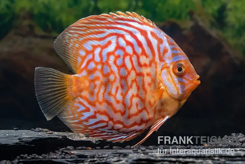 Diskusfisch ASIA-NZ, Symphysodon discus Red Diamond