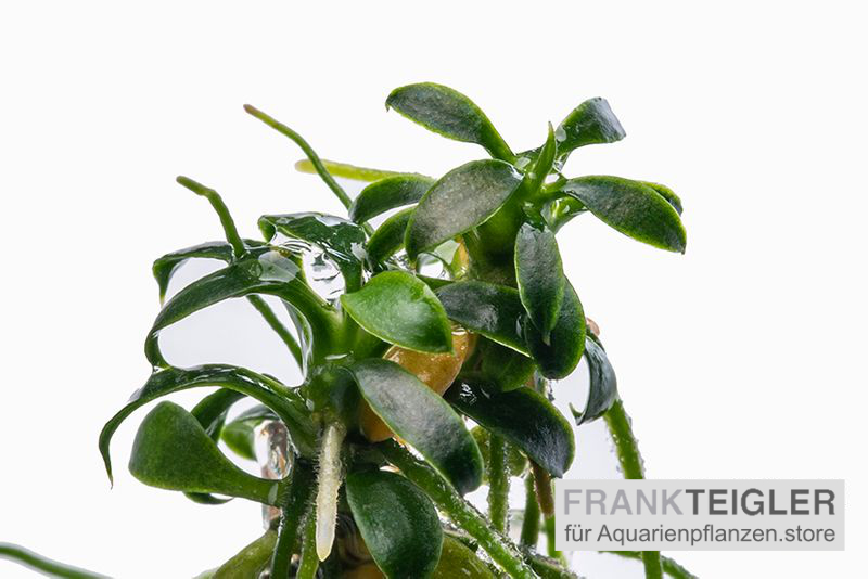 Zwergspeerblatt, Anubias nana "Pangolino", im Topf