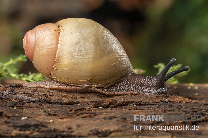 Goldene Greville's Achatschnecke, Archachatina marginata grevillei "Gold"