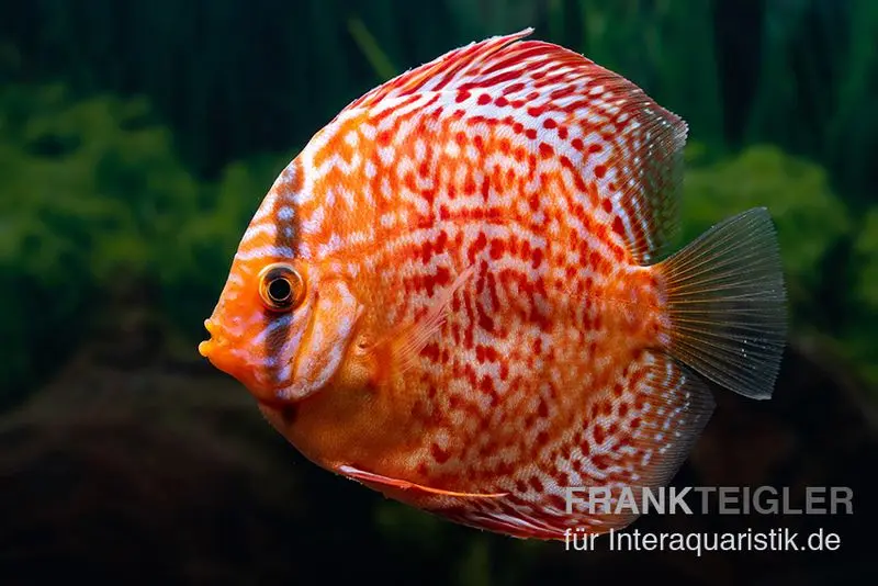 Diskusfisch ASIA-NZ, Symphysodon discus Red dragon, 2 Zoll, 5-6 cm