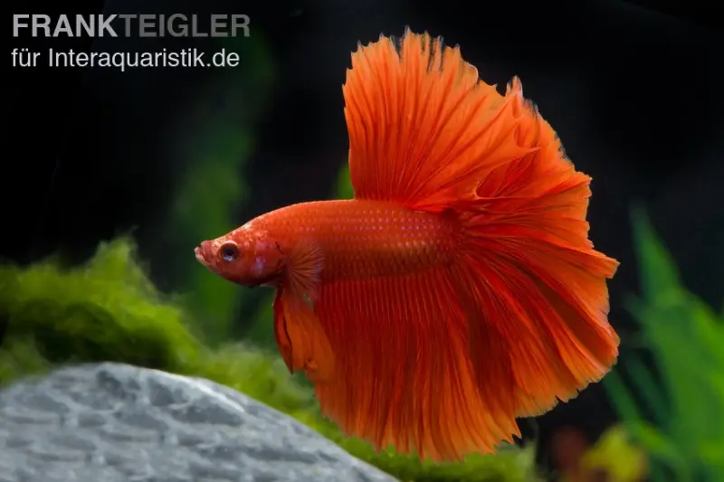 Halfmoon Kampffisch rot, Männchen, Betta splendens