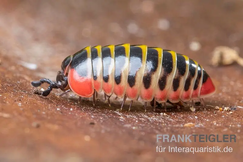 Dunkler Saftkugler, Rhopalomeris sp. aff. carnifex “NKSTDarkSmall”