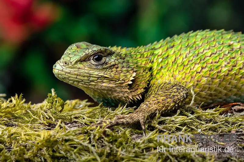 Malachit-Stachelleguan, Sceloporus malachiticus