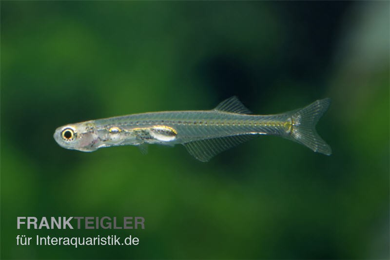 Feenbärbling, Danionella priapus (Minifisch)