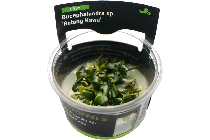 Bucephalandra sp. "Batang Kawa", In Vitro