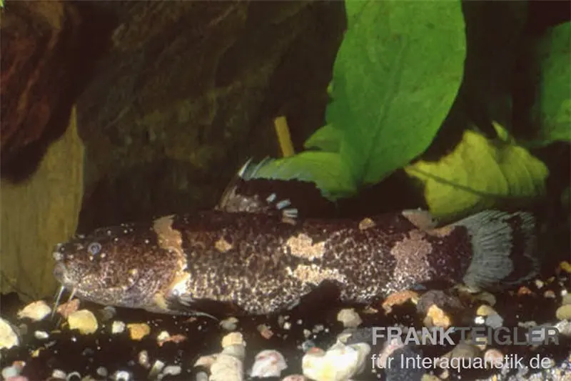 Zwerg-Harlekinwels, Microglanis poecilus, 3-4 cm