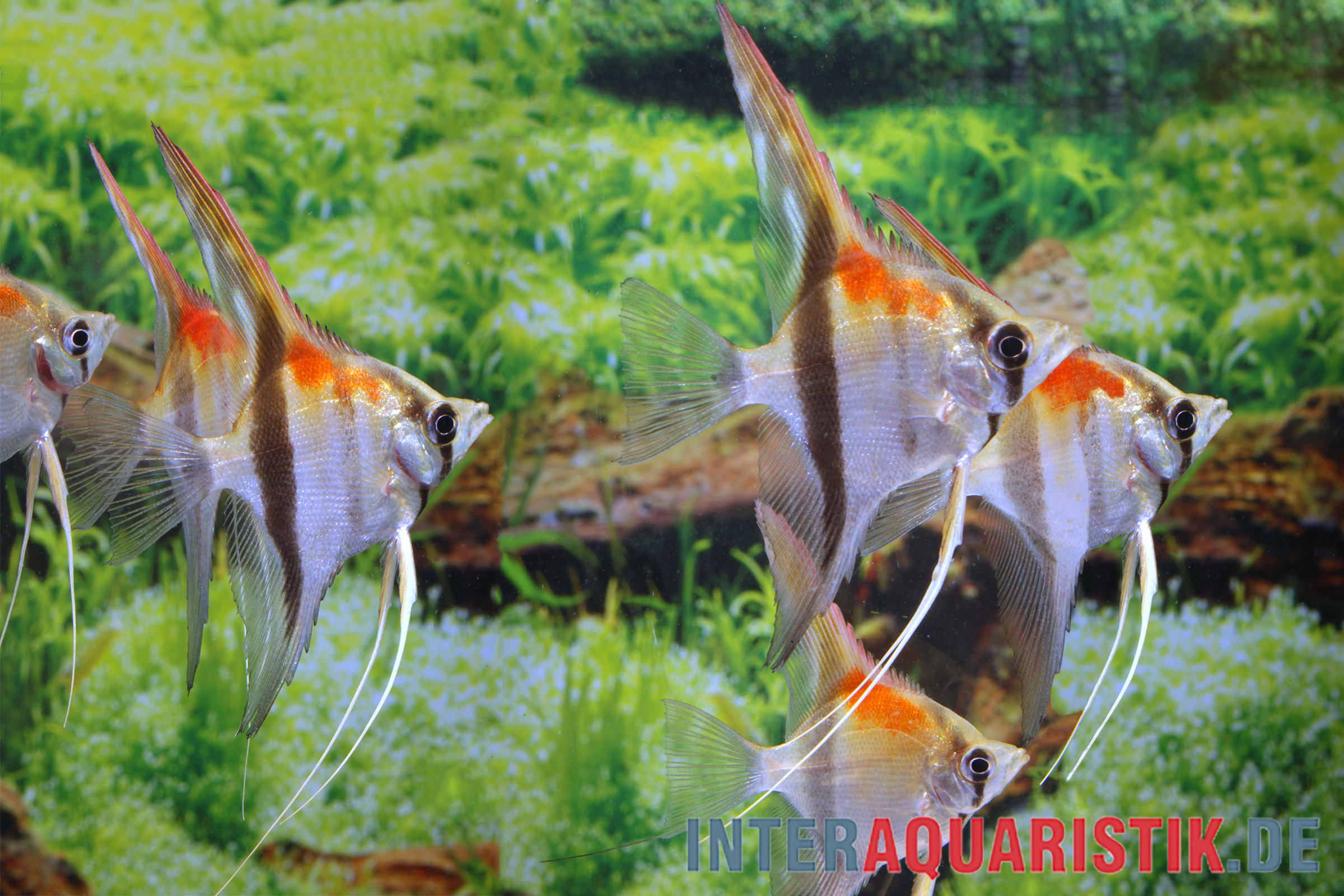 Amapa Red Back Rotrücken-Skalar, Pterophyllum scalare