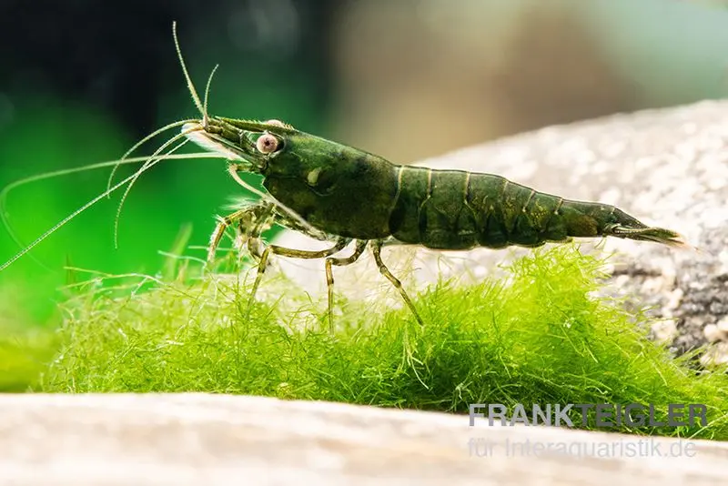 Dark Green Shrimp, Neocaridina denticulata