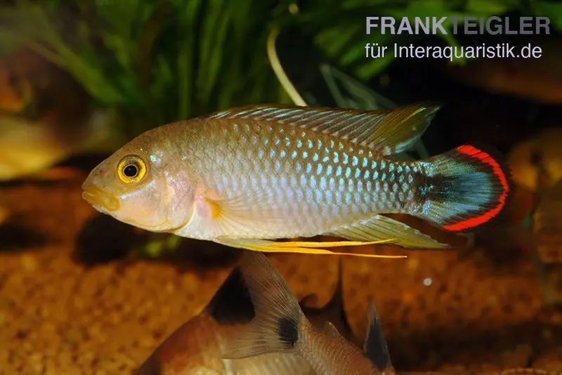 Panduros Zwergbuntbarsch, Apistogramma panduro, paarweise