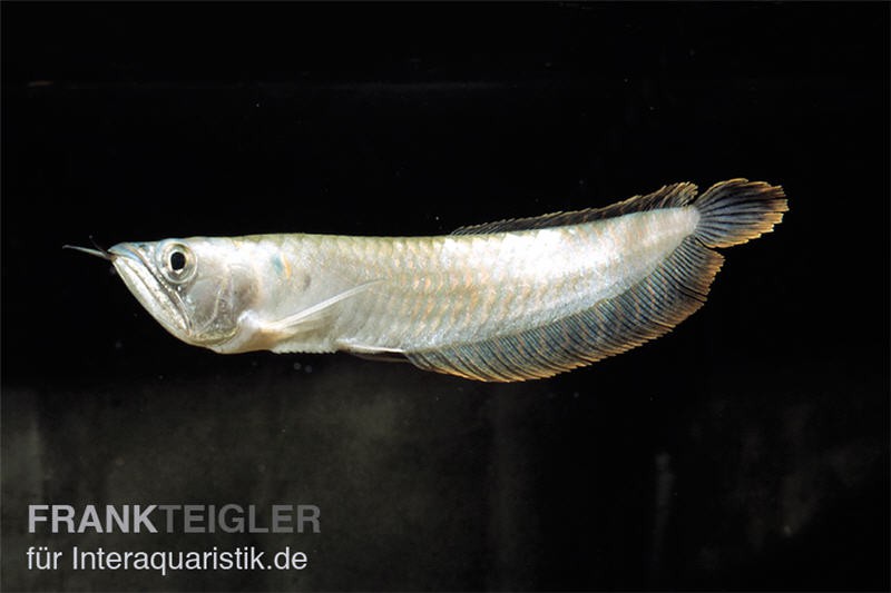 Arowana, Osteoglossum bicirrhosum