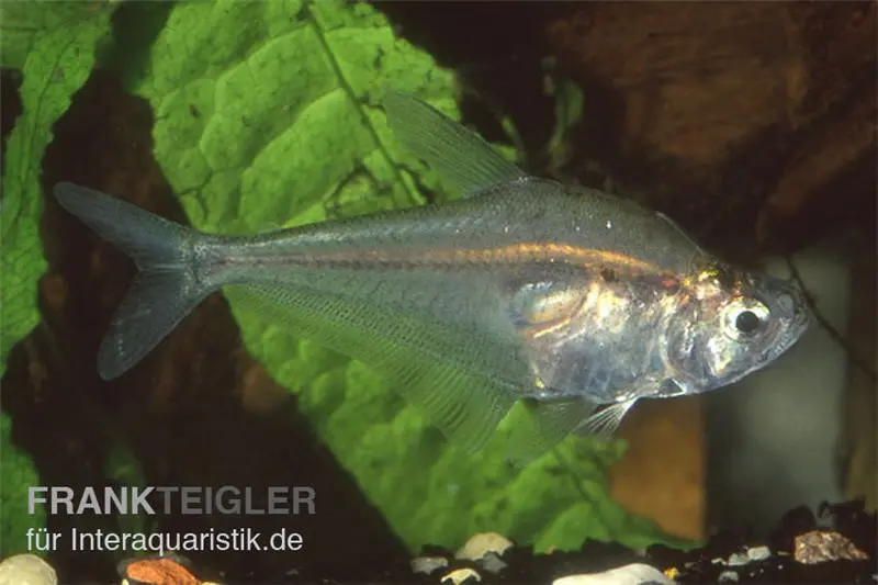 Buckel-Raubsalmler, Charax gibbosus