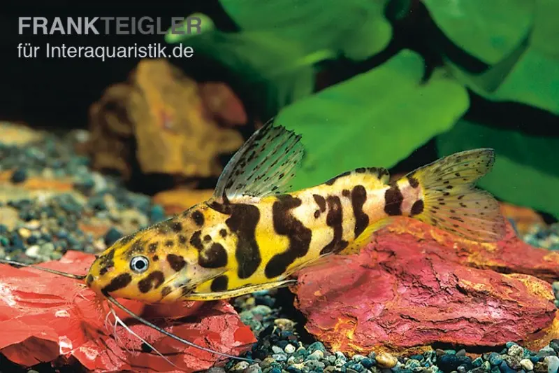 Marmorierter Fiederbartwels, Synodontis schoutedeni