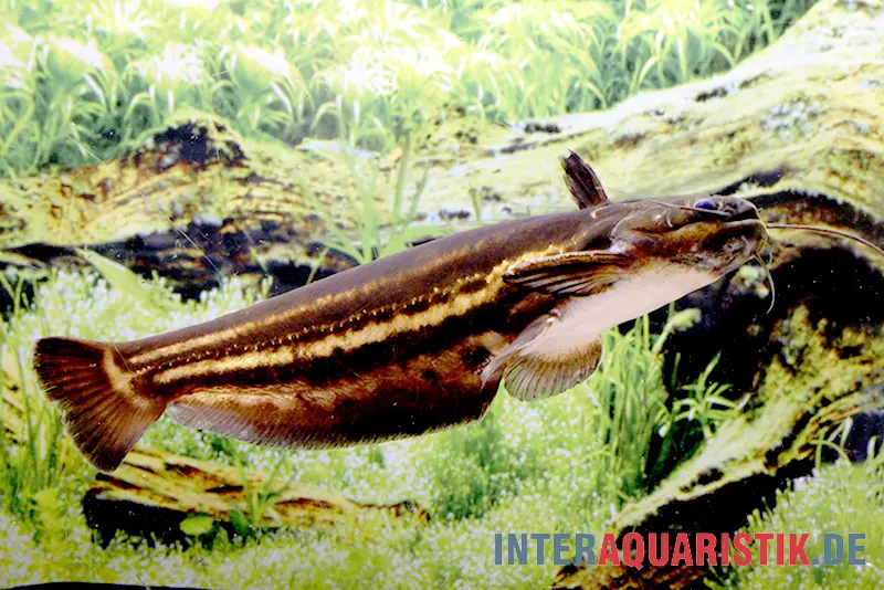 Mandube-Wels, Trachelyopterichthys taeniatus