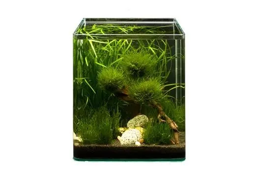 Pflanzensortiment Biosphere Cube für 30 l Nano-Aquarium, Aquarienpflanzen-Set