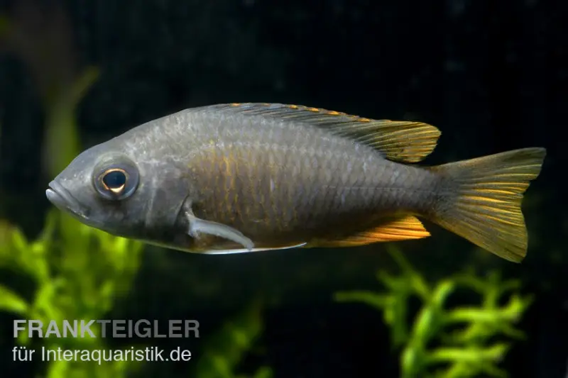 Kadango-Cichlide, Copadichromis borleyi "Kadango Red Fin", DNZ