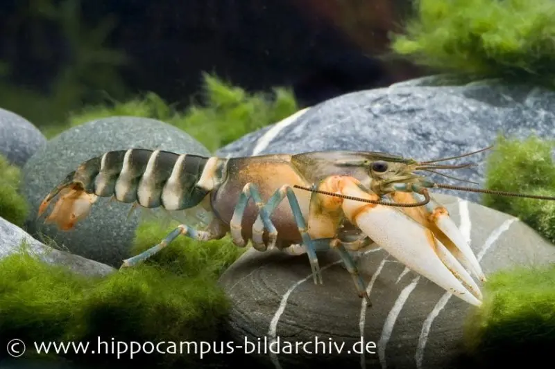 Tigerkrebs, Cherax peknyi, Zufällig ausgewählt