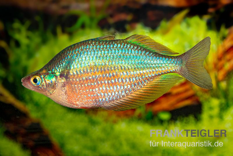 Bilder von echten Regenbogenfischen