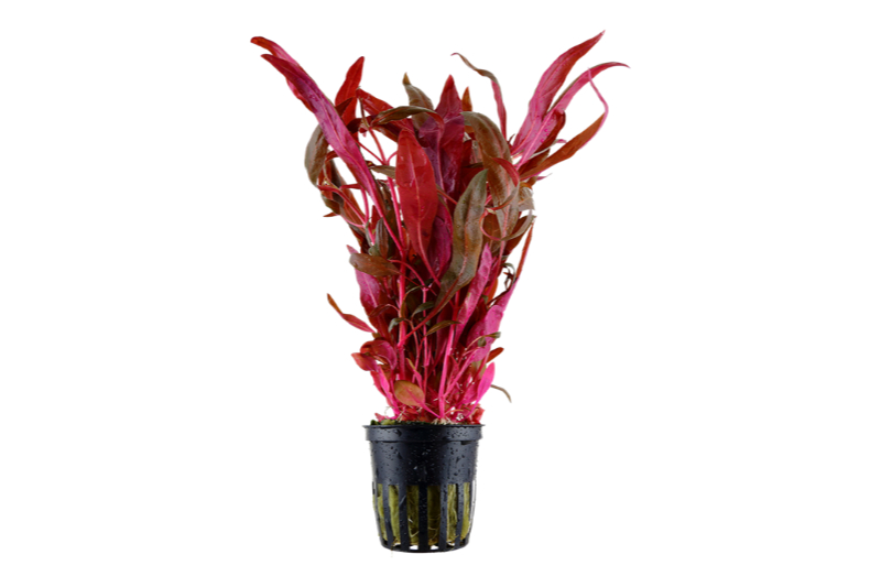 Pinkes Papageienblatt, Althernanthera reineckii "Pink", XL-Topf, Mutterpflanze