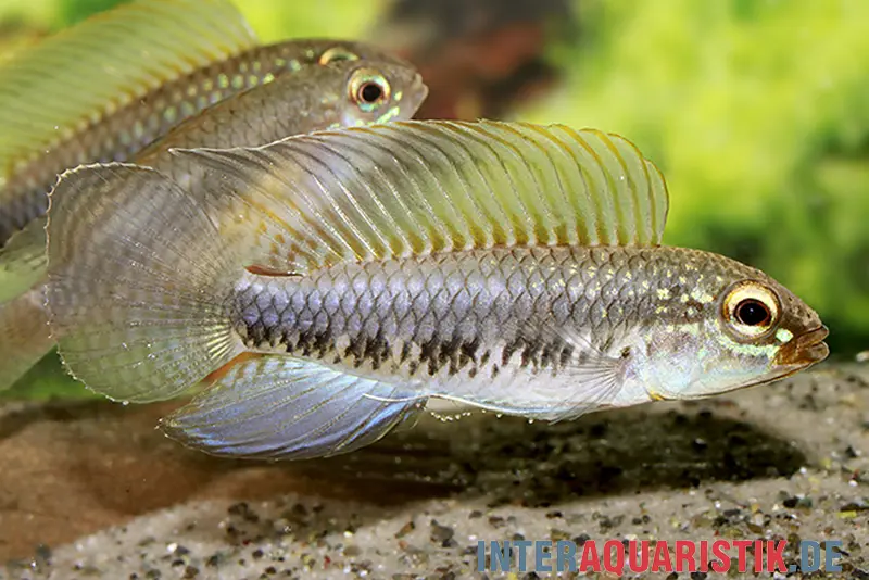 Fadenflossen-Zwergbuntbarsch, Apistogramma iniridae, paarweise