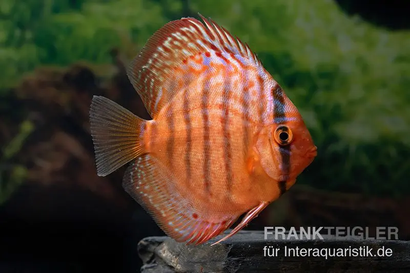 Diskusfisch ASIA-NZ, Symphysodon discus Super turquoise (Purple turquoise)