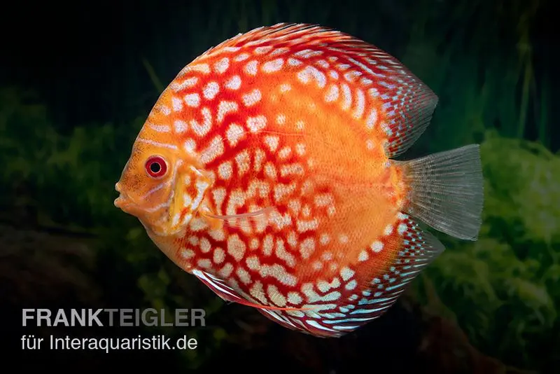 Diskusfisch ASIA-NZ, Symphysodon discus Red Magic