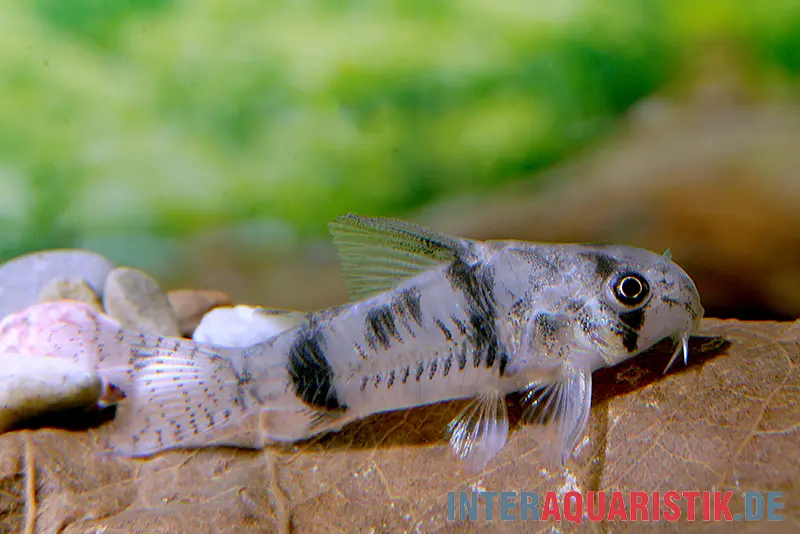 Reynolds Panzerwels, Corydoras reynoldsi