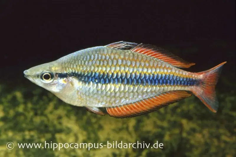 Juwelen-Regenbogenfisch, Melanotaenia trifasciata