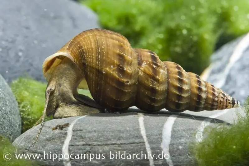 Riesen-Turmdeckelschnecke, Brotia herculea