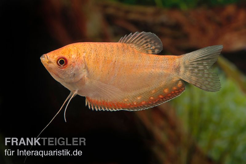 Goldfadenfisch rotgold, Trichogaster trichopterus DNZ!