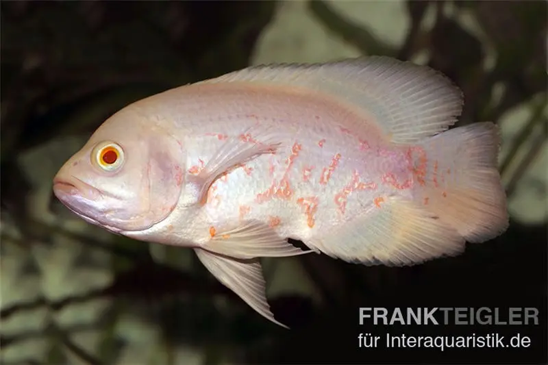 Roter Albino Oscar, Pfauenaugenbuntbarsch, Astronotus ocellatus,