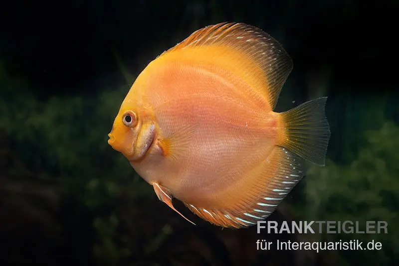 Diskusfisch ASIA-NZ, Symphysodon discus Yellow & white daimond