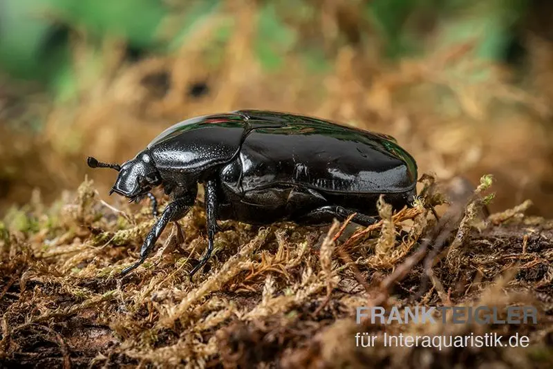 Schwarzer Rosenkäfer, Diplognatha gagates