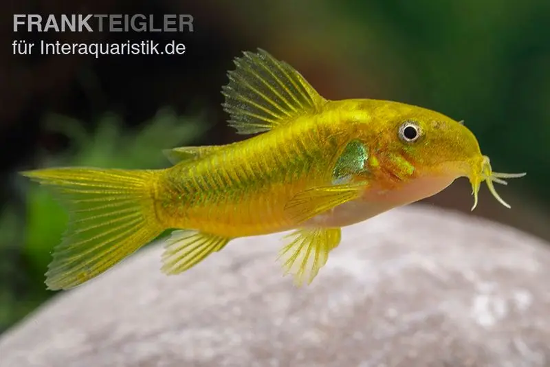 Grüngestreifter Panzerwels, Corydoras venazuelanus "Green stripe"  CW09