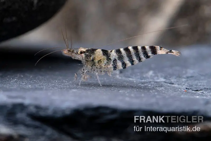 Indische Streifengarnele, Neocaridina babaulti