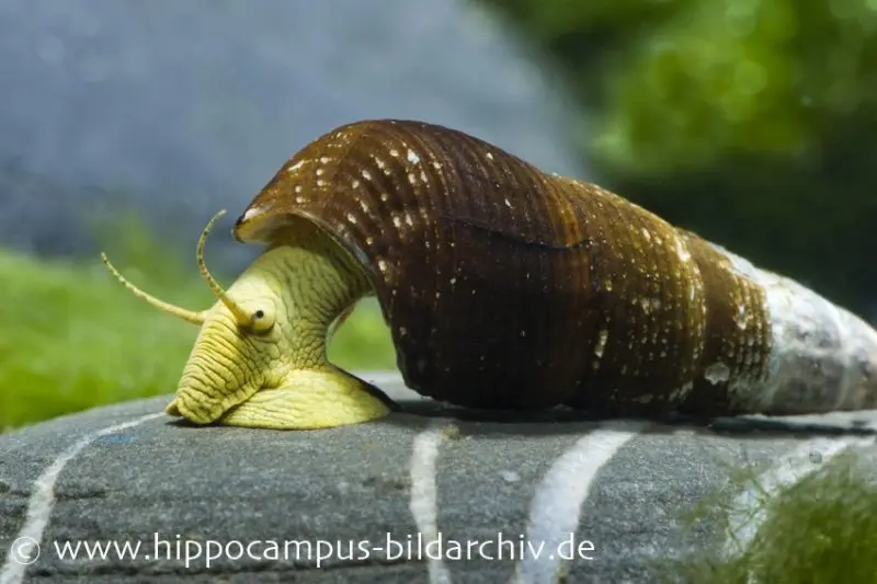 Gelbe Perlhuhnschnecke, Tylomelania sarasinorum