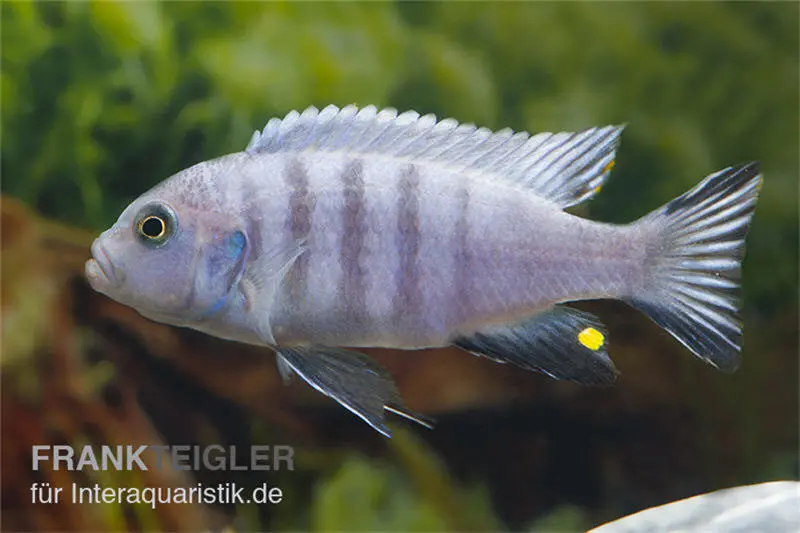 Sechsstreifen-Tilapia Weiss, Cynotilapia afra Weiss