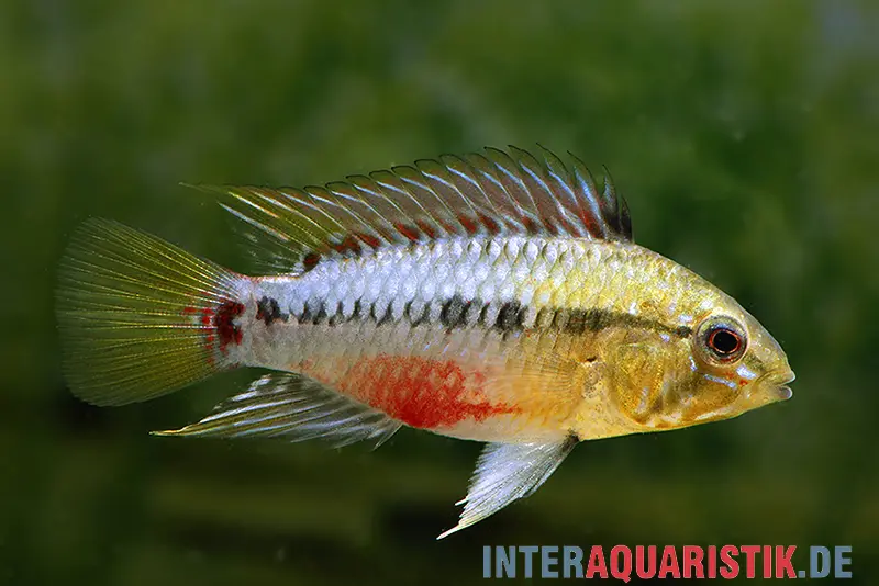 Rotstrich-Zwergbuntbarsch, Apistogramma hongsloi, paarweise