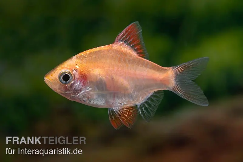 Sumatrabarbe orange, Barbus tetrazona "Rummynose"