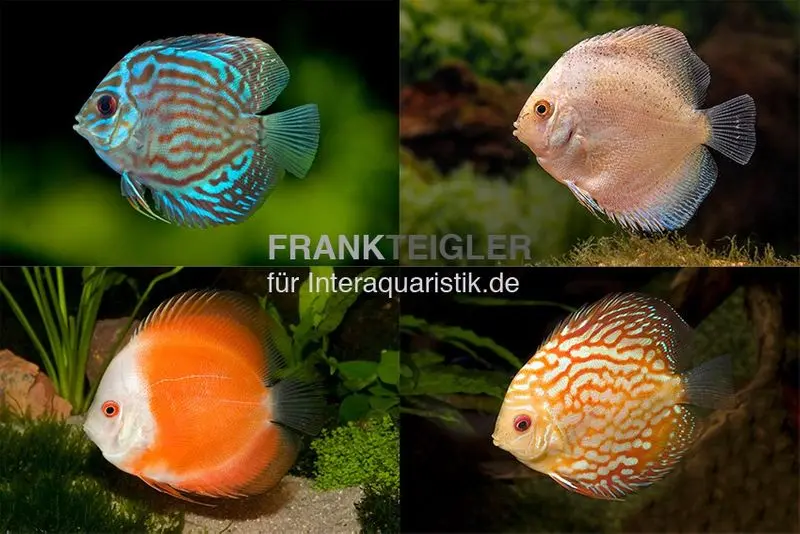 3 x Diskusfisch ASIA-NZ im Mix, Symphysodon discus, S 5-6 cm