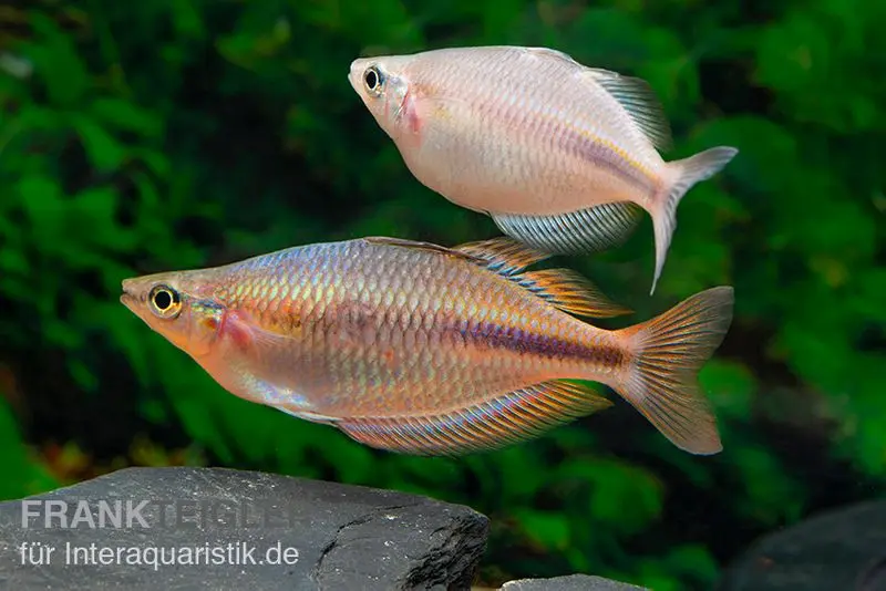 Kiura-Regenbogenfisch, Melanotaenia cf. goldiei "Kiura", 5 Tiere