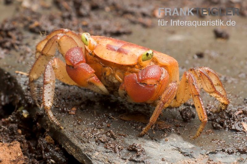 Chamäleonkrabbe, Metasesarma aubryi (Red Apple Crab), Zufällig ausgewählt