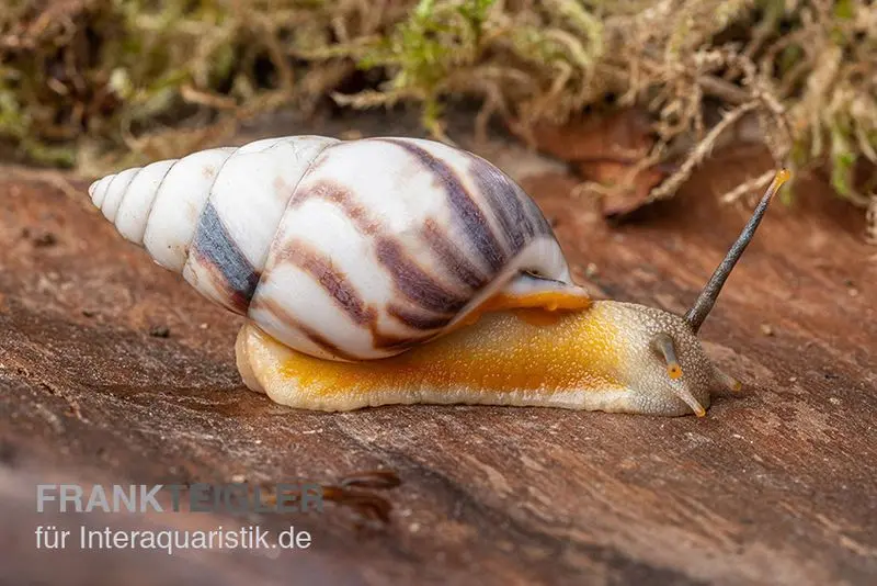 Porzellan-Baumschnecke, Amphidromus articallosus