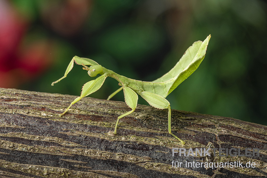 Wandelndes Blatt, Phyllium phillipinicum