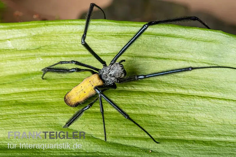 Seidenspinne, Nephila senegalensis