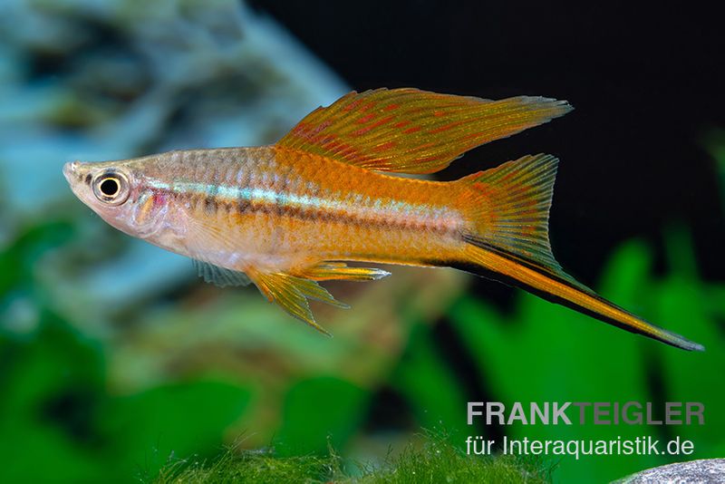 Hochflossen-Schwertträger Neon, Xiphophorus helleri, Zufällig ausgewählt