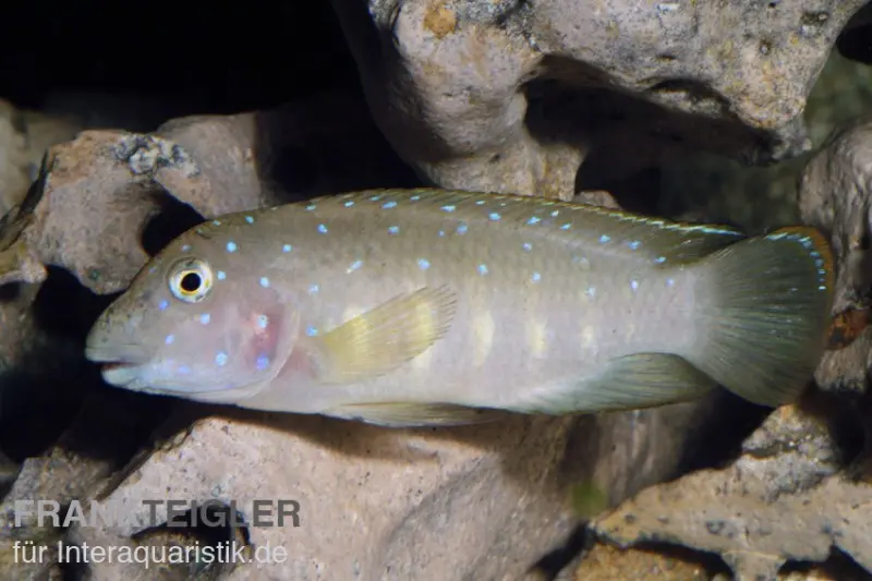 Tanganjika-Clown, Eretmodus cyanostictus Kasanga