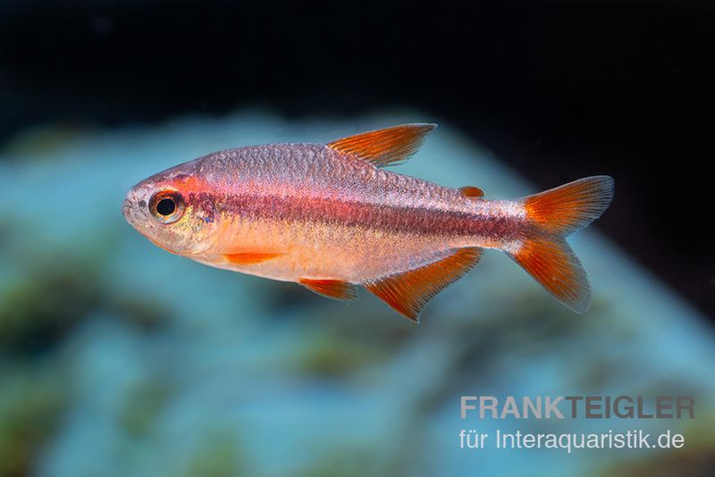 Red Devil Salmler, Hyphessobrycon piranga Red Devil (Minifisch)