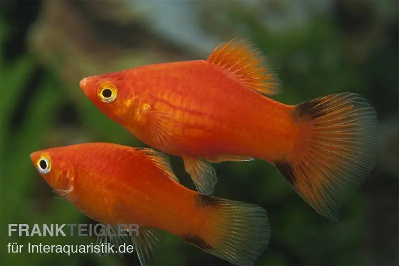 Roter Komet Platy, Xiphophorus maculatus