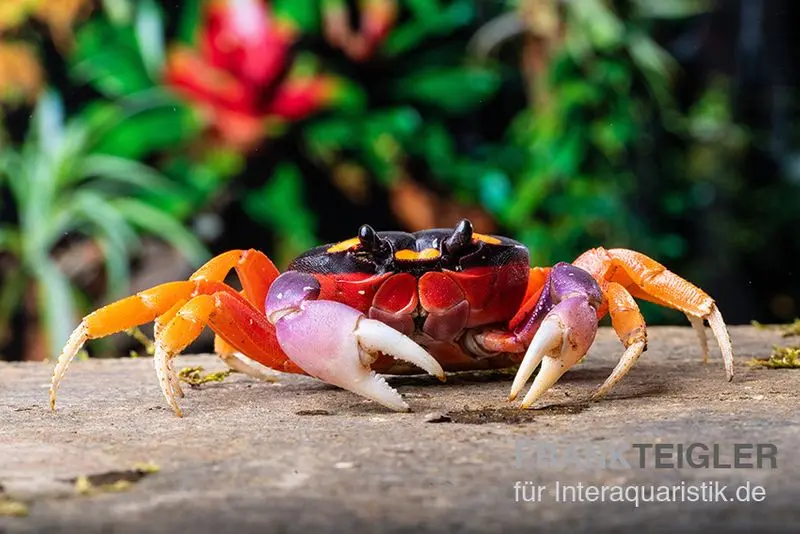 Lila Halloweenkrabbe, Gecarcinus quadratus, Zufällig ausgewählt